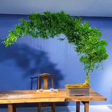 �������������Ϙ���Ʒ�҃�����ʽ�T��Gֲ�������B���˰��]