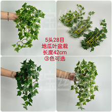 ����5�^28Ŀ�ع��~�ڒ� ����ֲ�ﳣ���� ֲ��b[�O�廨���~