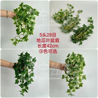 仿真5头28目地瓜叶壁挂 仿真植物常春藤 植物墙装饰摆设插花配叶
