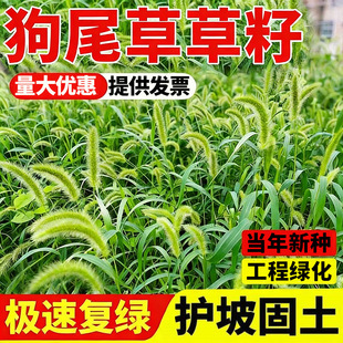 ��β�Ͳ����ӵVɽ�;GҰ�ݷN���ļ����N�ͺ��G����ƺ�o�²ݷN����