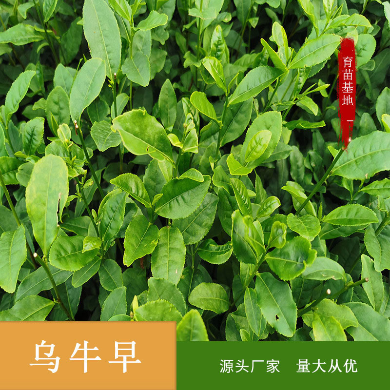 现货批发乌牛早茶苗茶叶 茶叶批发茶叶散装乌牛早