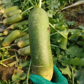 Wholesale Savoy Fruit Radish Seeds Summer Four Seasons Vegetable Seeds