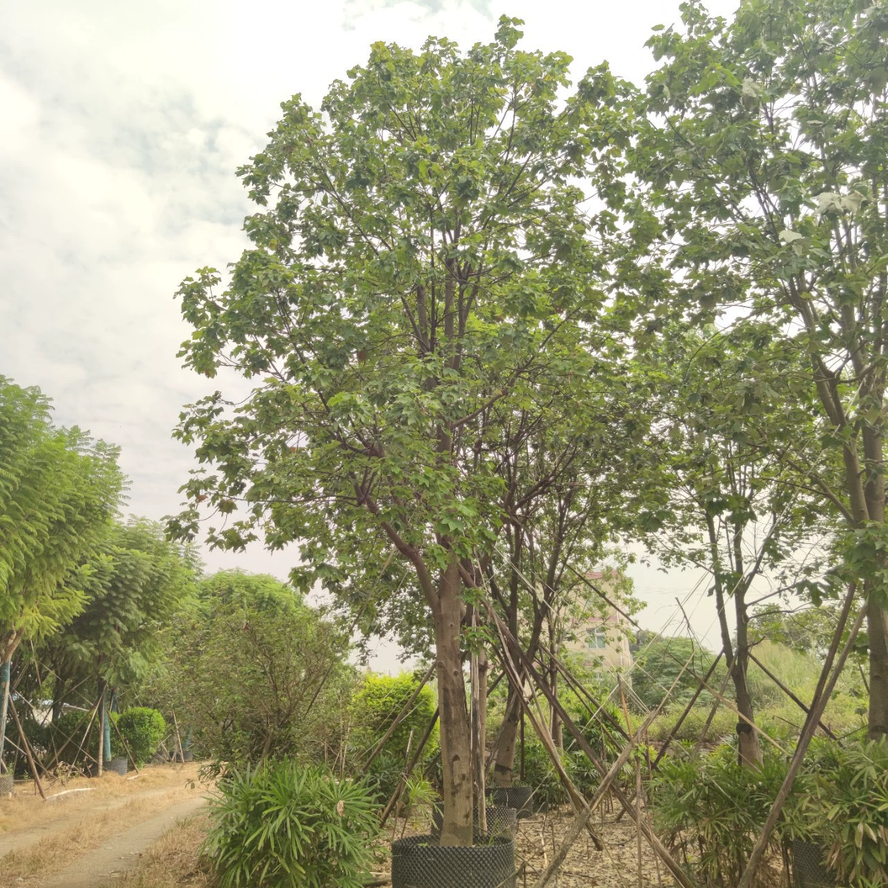 2310 садовая база поставляет полнокоронное красивое дерево платана 20-30 см