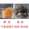 Pure black dragon + golden dragon 13-16cm couple free feed