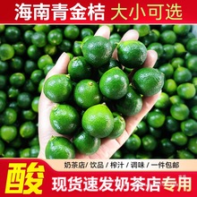 新鲜海南青金桔5斤小金桔 奶茶店水果小青柠酸金桔椰子鸡火锅蘸料