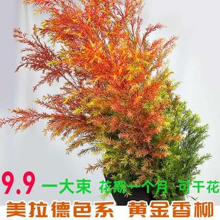 8.9 a Large Bunch of Golden Willow Fresh-Cut Flowers Indoor Hydroponics Office Living Room Flower Arrangement Dried Flowers