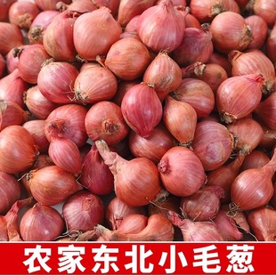 Chive Seeds Potted Balcony All-Season Green Onion Seeds Red Onion Vegetable Seeds Home Planting Fire Onion Seedlings
