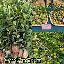 50�w�߮a�㻨����Ƥ���߮a�˴��Ͳ����׻��Ͳ���玧�����~