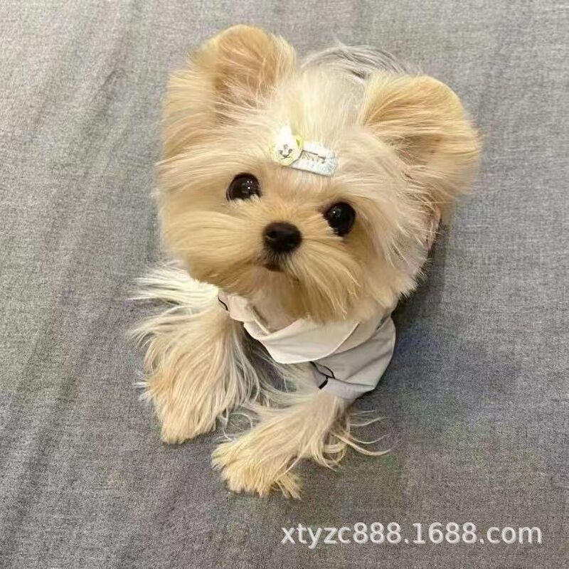 Yorkshire Terrier Puppy Purebred Living Yorkshire Terrier Puppy Golden Head Silver Back Golden Teacup Dog Yorkshire Pet Dog