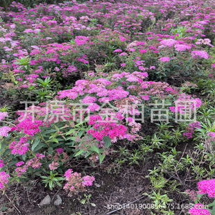 �������l�ۻ����������Ԙ���ͥԺ���@�G����ľ�ս����ս���С��