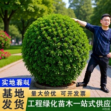 ���l���~�S��������@��ͥԺ���̾G���쾰���Gֲ��������