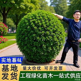 ���l���~�S��������@��ͥԺ���̾G���쾰���Gֲ��������