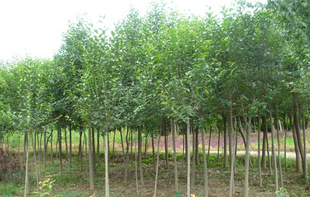 һ�����l���~Ůؑ������ߗU���~ŮؑС��ͥԺ�G���ϱ����Nֲ��