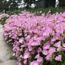 美丽月见草花种子四季播种开花易活花籽阳台花卉庭院室外花种籽子