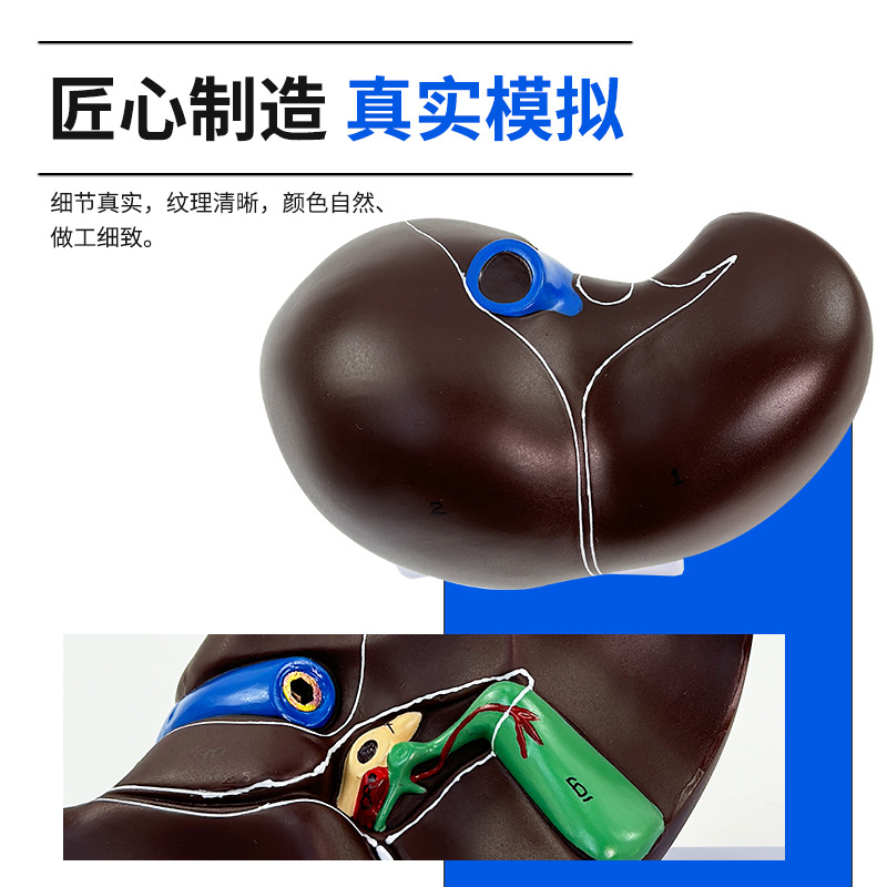 ��ѧ����������ģ�͸���Ѫ��Ҷ�ε��ҵ��ܹ���ҽѧ��������ģ��