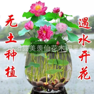 �ļ��_���ɻ��N��ˮ��ֲ�ﻨ���҃ȿ͏dˮ�Bɏ�����B��ɏ˯ɏ����