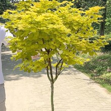 一件代发红枫盆栽日本橙之梦黄金枫红枫赤枫树苗庭院盆栽植物常年