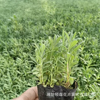 薰衣草 室内外盘栽香草花卉耐寒观赏绿植优选植物薰衣草花苗批发