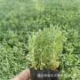 耐寒优选外盘植物花苗