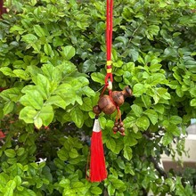 ����ʽ�ד���ľ����J���������܇��ҕ�R�����������ꇼtɫ���K