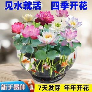 Bowl Lotus Plant Flower Hydroponics All Year Round Hydroponics Water Culture Flowering Green Plant Lotus Lotus Water Culture Lotus Hydroponics