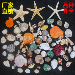 天然貝殻小サザエ海星diy微景観工芸品材料水槽装飾寄居蟹用殻卸売り