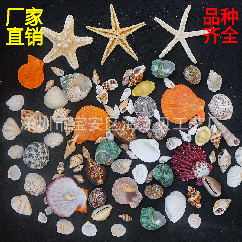 Natural White Shell Small Starfish Conch Shell Crafts Decoration Handmade DIY Micro Landscape Material Ornaments Wholesale
