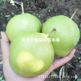 �޽����������������S���������Ϸ������Nֲ���Ե��Ԯ���Y��