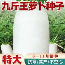 高产白萝卜种子九斤王特大不空心春不老脆甜爽口蔬菜种籽四季秋季