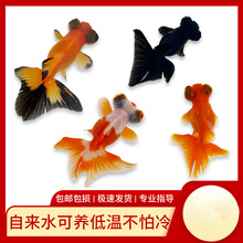小金鱼活鱼观赏鱼冷水淡水红鱼锦鲤鱼好养耐活鸿运当头国粹金鱼