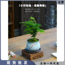 密叶矮生迷你文竹盆栽桌面绿植盆景室内办公室茶桌小植物中式盆景