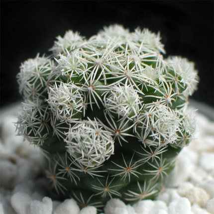 흰새 2-3cm (뿌리가 벗겨진 상태로 배송)