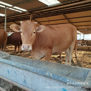 肉牛犊养殖场 鲁西黄牛苗 山西省肉牛犊 鲁西黄牛肉牛犊
