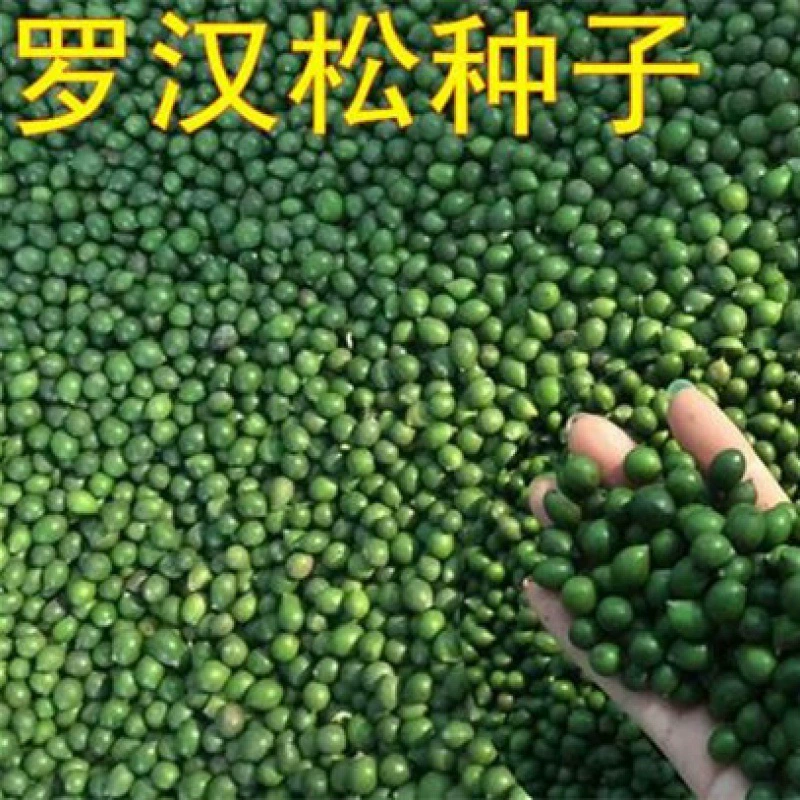 Семена сосны Похан Сосна Похан Луохан Куннингхамия широколиственная Сосна Похан Настоящий Зеленый Бриллиант Дали Похан Сосна Узколистная коротколистная Сосна Похан