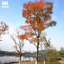 乌桕树苗庭院风景大型红叶风景彩叶绿化工程苗木桕子树菩提南北方