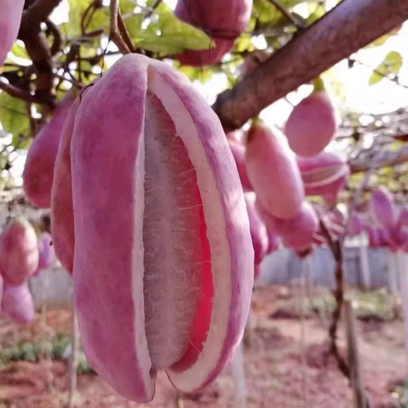 Семена арбуза августа, фиолетовые плоды, арбузное дерево августа, вьющееся растение во дворе, плоды, новые семена арбуза августа, комнатные растения, посадка на земле