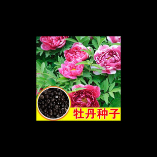 Summer Peony Seeds, Red Peony Seeds, White Flower Peony, Green Sheep Ginseng, Red Medicine, White Peony Seeds, All Year Round