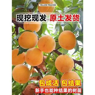 Early-Maturing Yellow Peach Fruit Tree Seedlings, Peach Fruit Tree Seedlings for Planting in Southern Gardens All Year Round, Cold-Resistant Grafted Peach Fruit Tree Seedlings