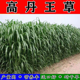 �ߵ��ݷN���K���ݲ����s���ļ��߮aι�iţ���u���Bֳ�~�����ݷN��
