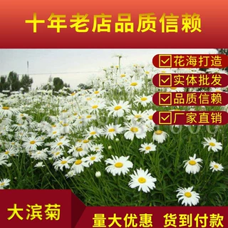 大滨菊种子一斤装易种易活花种子耐寒耐阴花籽庭院室外盆栽花海