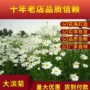 室外庭院盆栽耐寒花籽