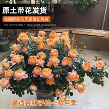 果汁阳台月季庭院盆栽带花苞花苗四季开花玫瑰花树苗老桩蔷薇花卉