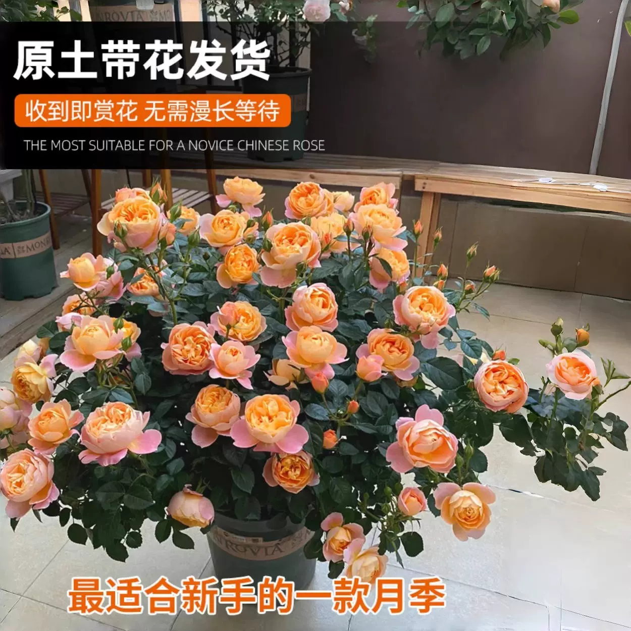 果汁阳台月季庭院盆栽带花苞花苗四季开花玫瑰花树苗老桩蔷薇花卉