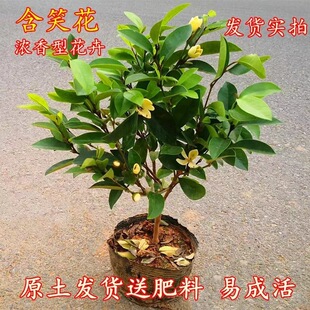 ��Ц�����玧�����ͺ������ͻ����ļ������҃�ͥԺ���F��Ц������