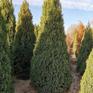 �ɰؘ������ؘ����������ؘ���Ȱ���u�ӌO����ͺ����ļ��L��