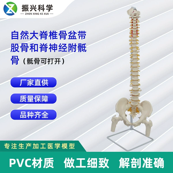 [骨盆带股骨和脊神经附骶骨（骶骨可打开）]