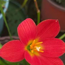 风雨兰少有的红色品种,新加坡骄傲阳台懒人花卉