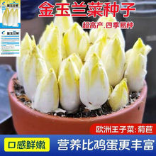 金玉蘭菜種子歐洲菊苣王子菜種營養軟化菊苣多年生四季蔬菜種籽苗