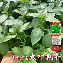 大叶荆芥种子苗香荆芥特色野菜凉拌阳台盆栽春季四季播速生菜籽孑