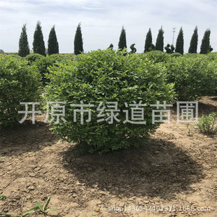 ����ˮϞ��0.8-1.5�ז|��ˮϞ����G����ľˮϞ���粥�NС��